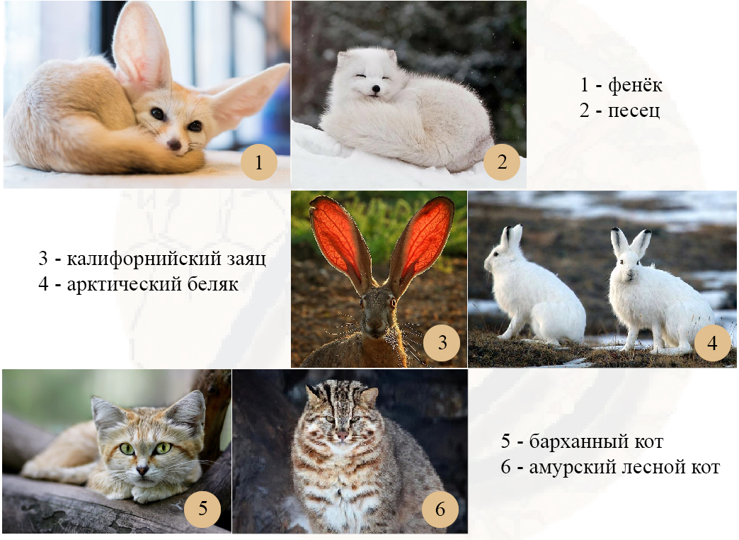 Примеры правила Аллена
