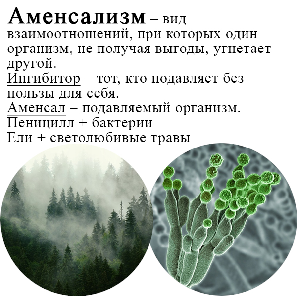 Примеры правила Глогера