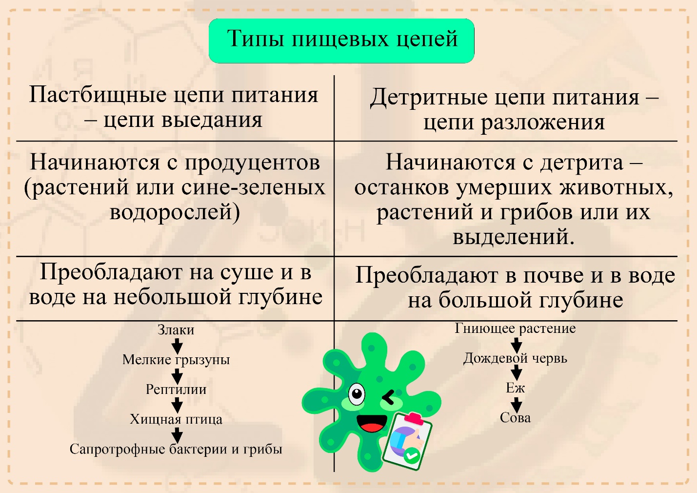 Последовательность детритной и пастбищной цепи питания