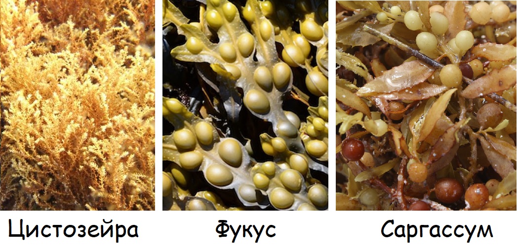 Примеры бурых водорослей: цистозейра, фукус, саргассум