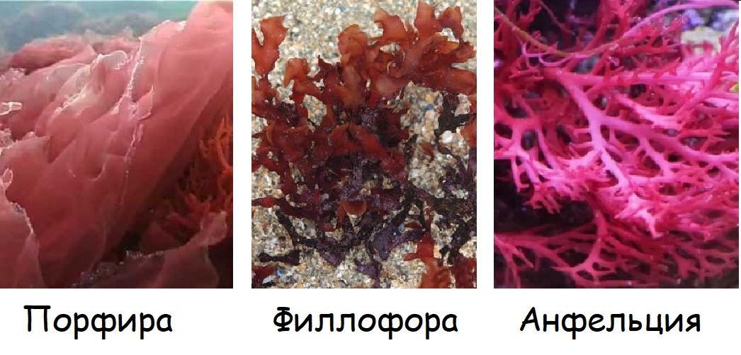 Примеры красных водорослей: порфира, филлофора, анфельция