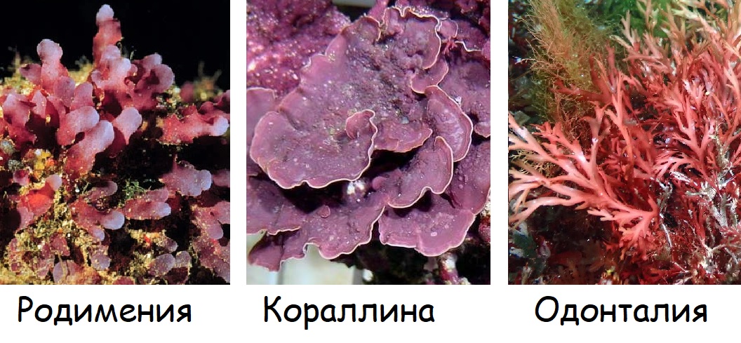 представители красных водорослей (Багрянок): родимения, кораллина, одонталия