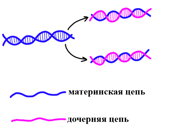 принцип полуконсервативности при самоудвоении ДНК