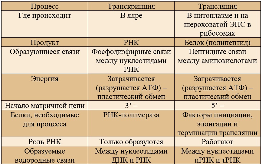 сравнение транскрипции и трансляции (таблица).