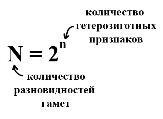 формула для определения количества гамет