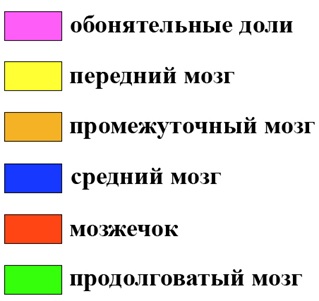 расшифровка цветовых обозначений на схемах мозга хордовых животных.