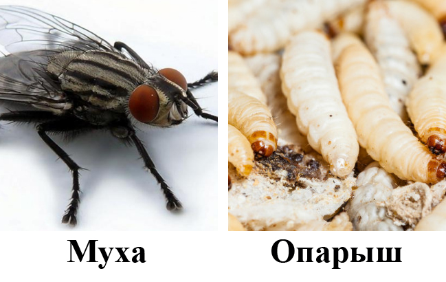 Личинка мухи