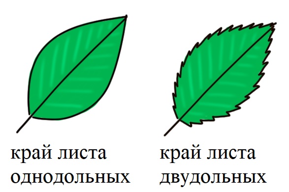 Край листа однодольных и двудольных растений