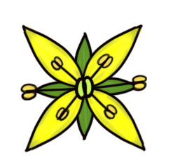 Строение цветка крестоцветных (капустных)