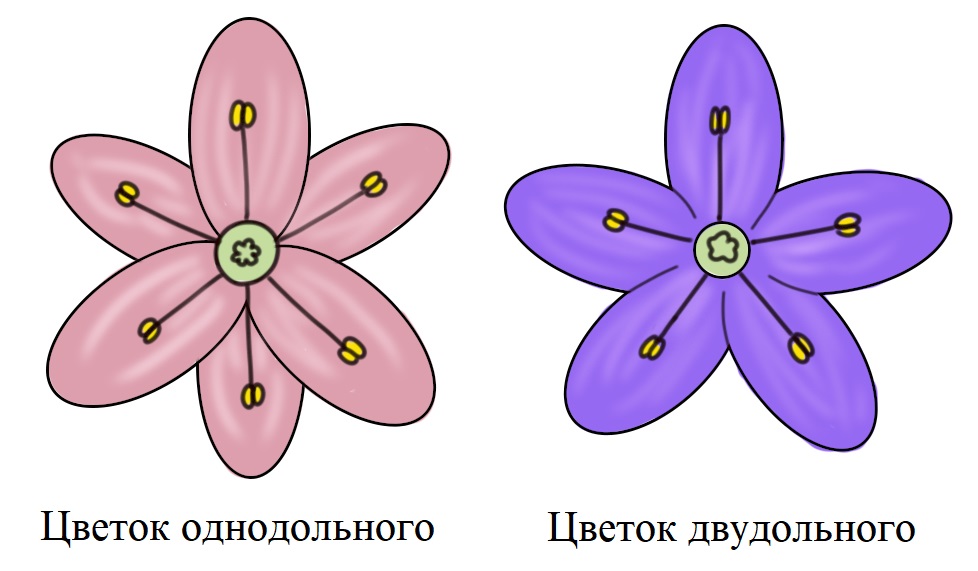 Сравнение цветков однодольных и двудольных
