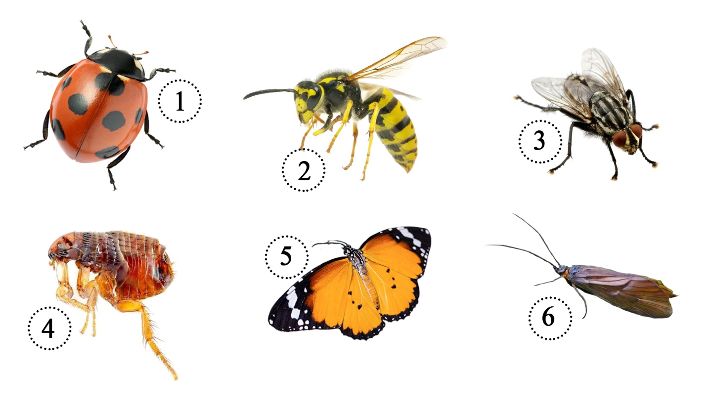1 – жуки или жесткокрылые, 2 – перепончатокрылые, 3 – двукрылые, 4 – блохи, 5 – бабочки или чешуекрылые, 6 – ручейники