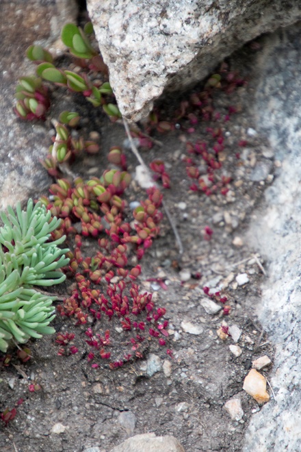 Ксерофиты обитают не только в пустынях, но и в гористых местностях, где редко бывают дожди, а скальные породы практически не задерживают воду для растений