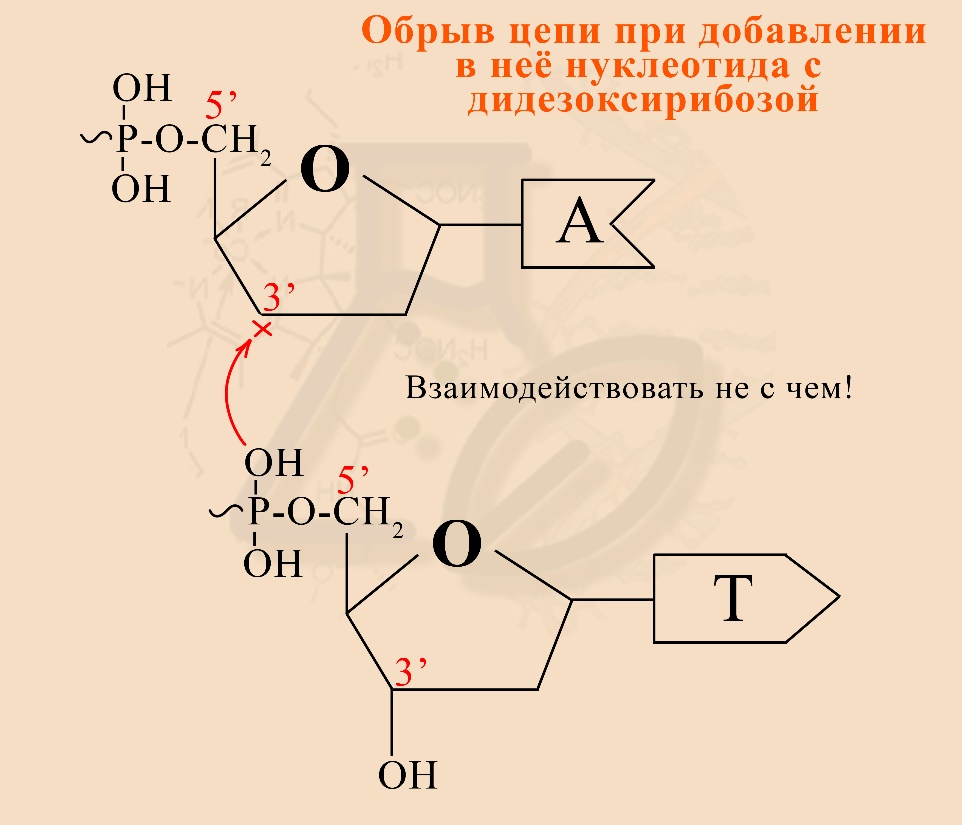 Невозможность присоединения следующего нуклеотида к дидезоксирибонуклеотиду