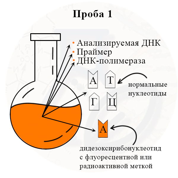 Колба 1 содержит меченый дидезоксирибонуклеотид одного вида