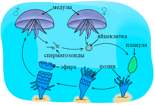 Цикл развития сцифоидных медуз