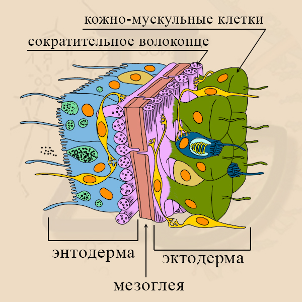 Кожно-мускульные клетки гидры
