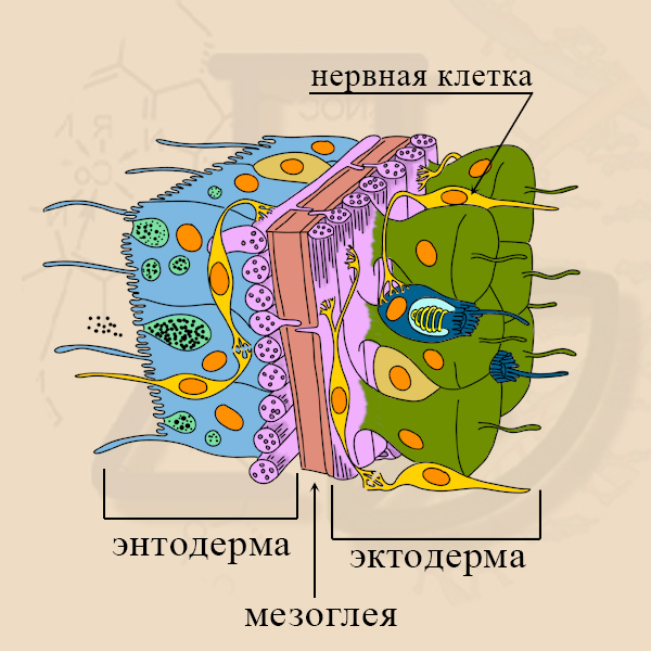 Нервные клетки образуют сеть, пронизывающую всё тело гидры
