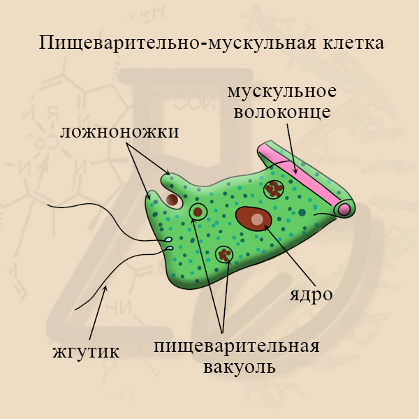 Клетка гидры – рисунок на ЕГЭ по биологии