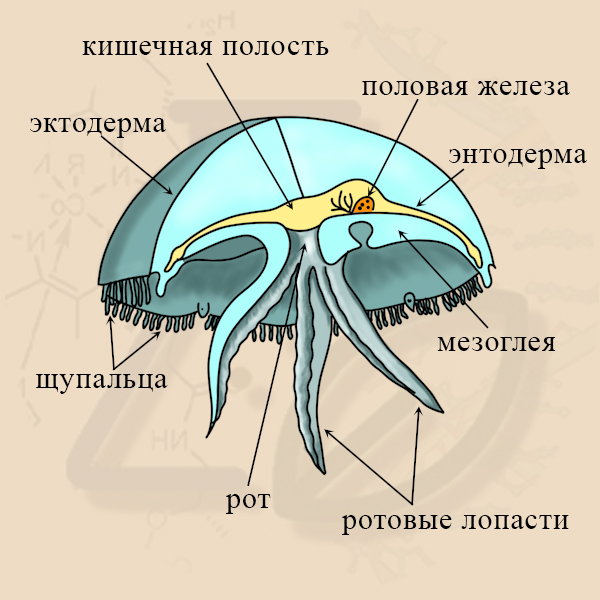 Строение сцифомедуз