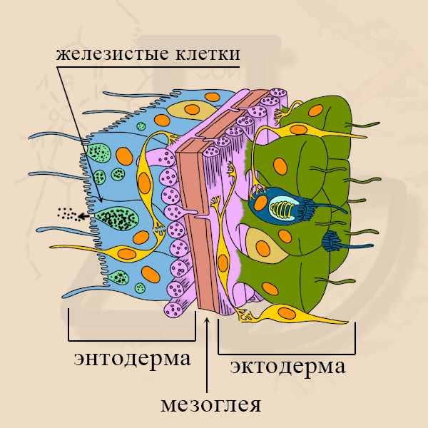 Железистые клетки гидры