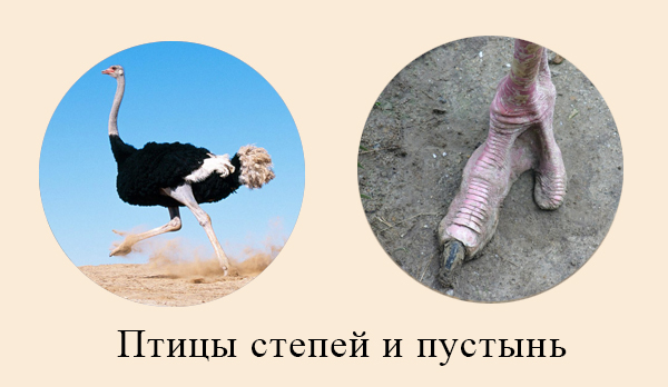 Нога страуса