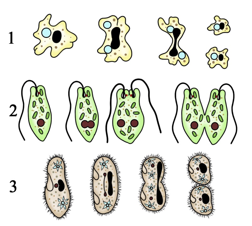 Бесполое размножение простейших – митоз. 1 – деление амебы, 2 – продольное деление жгутиконосцев, 3 – поперечное деление ресничных