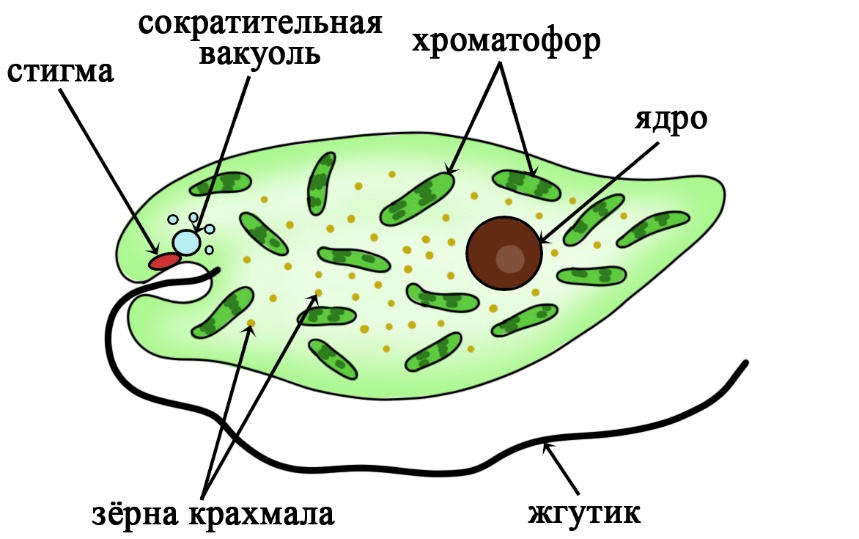 Органоиды эвглены зеленой