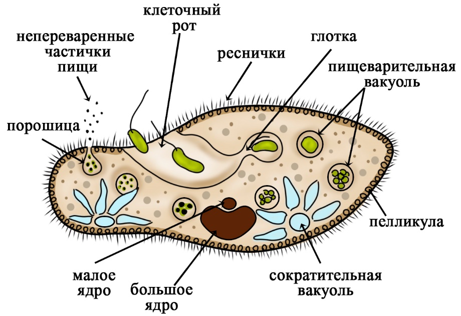 Органоиды инфузории