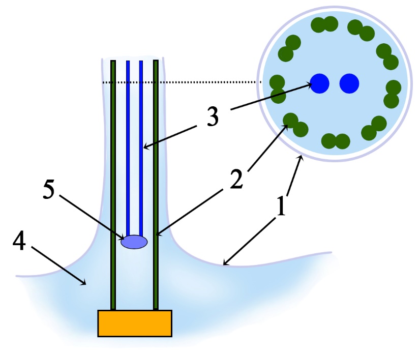 1 – мембрана клетки, 2 – периферические фибриллы, 3 – центральные фибриллы, 4 – цитоплазма клетки, 5 – аксиальная гранула, от которой берут начало центральные фибриллы