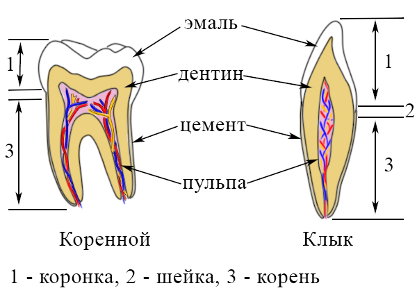 Строение коренных зубов и клыков
