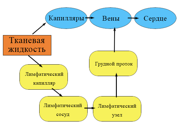 svyaz_krovi_i_limfy