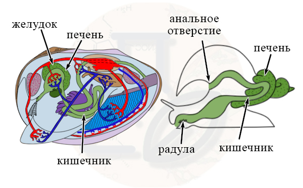 Ароморфозы в пищеварительной системе моллюсков