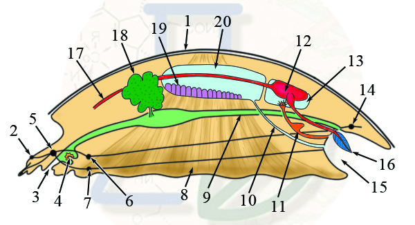 Схема организации раковинного моллюска