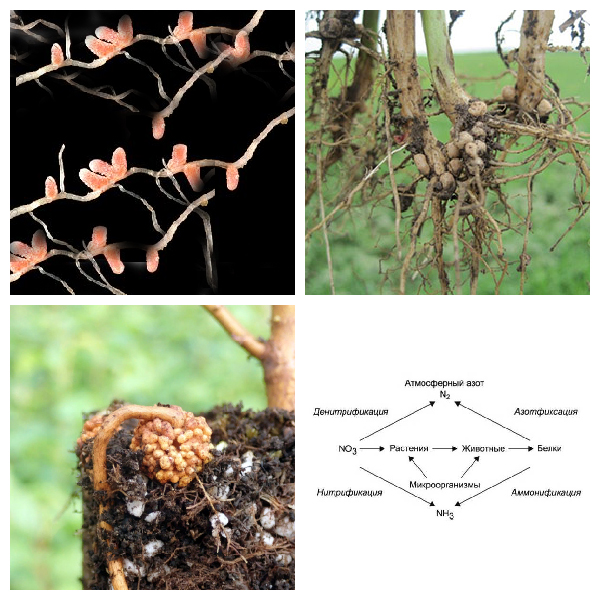 Клубеньковые корни -симбиоз азотофиксирующих бактерий с корнями растений