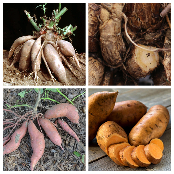 Корнеклубни георгина и батата -видоизмененные корни. Аналоги клубням картофеля и топинамбура.