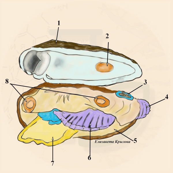 Внутреннее строение моллюска беззубки