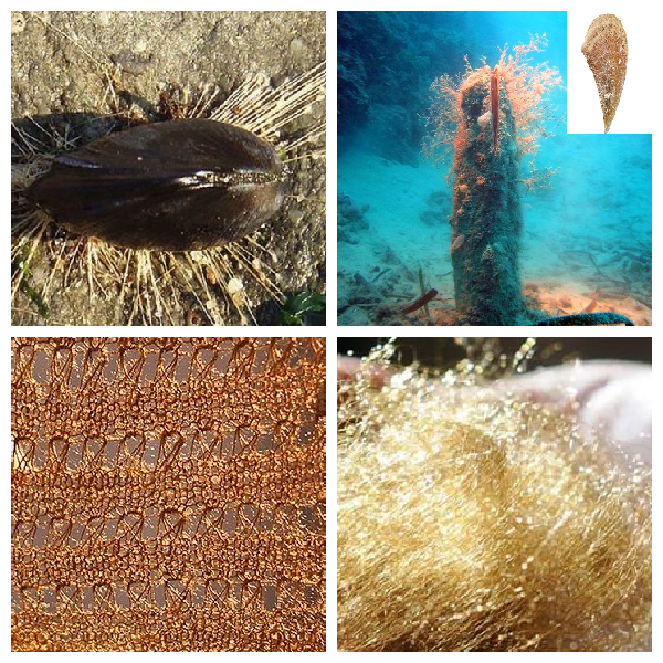 С помощью биссусных нитей моллюски прочно прикрепляются к различным поверхностям