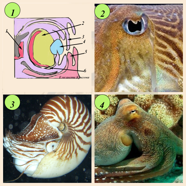 Разнообразие глаз у головоногих моллюсков
