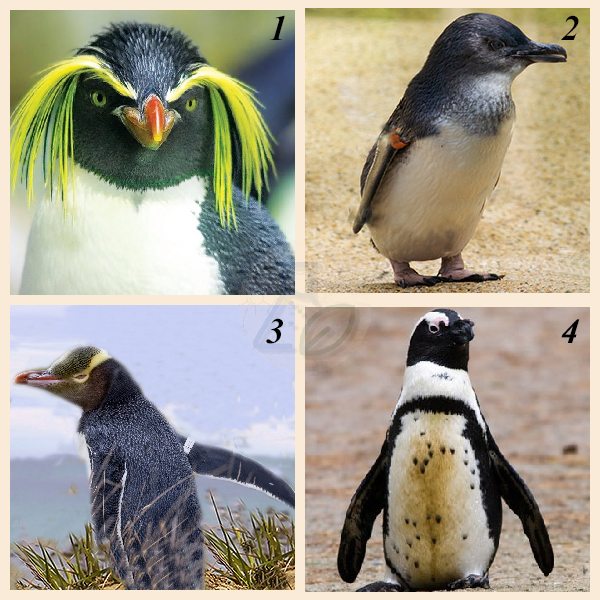 Разновидности пингвинов