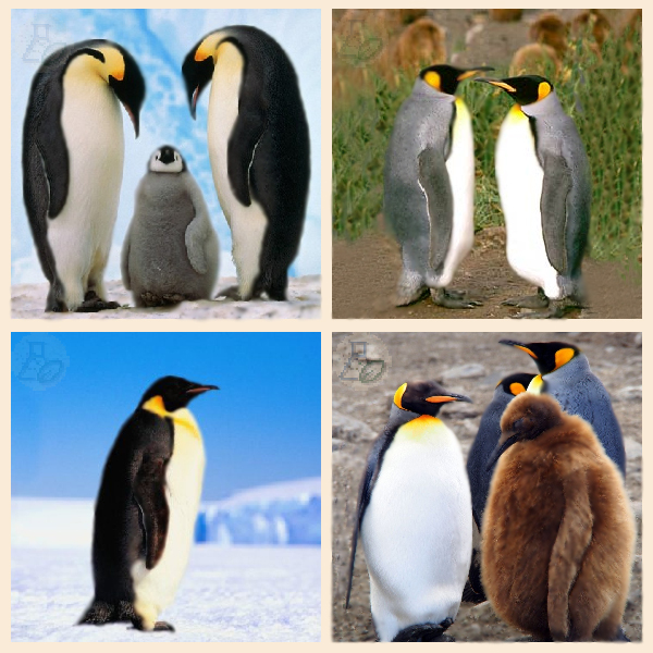 Представители Больших пингвинов.