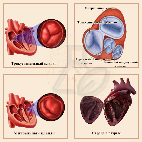 Клапаны сердца человека.