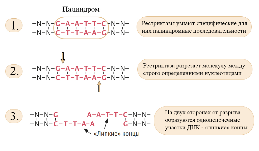 Формирование липких концов на ДНК