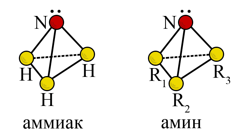 Тетраэдрическое строение аммиака и аминов. R1, R2, R3 – алкильные радикалы или водород (в зависимости от группы аминов)