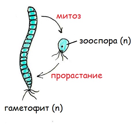 зооспоры улотрикса