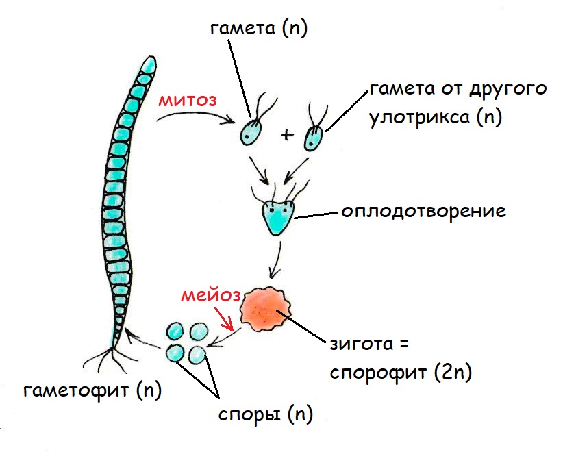 размножение улотрикса