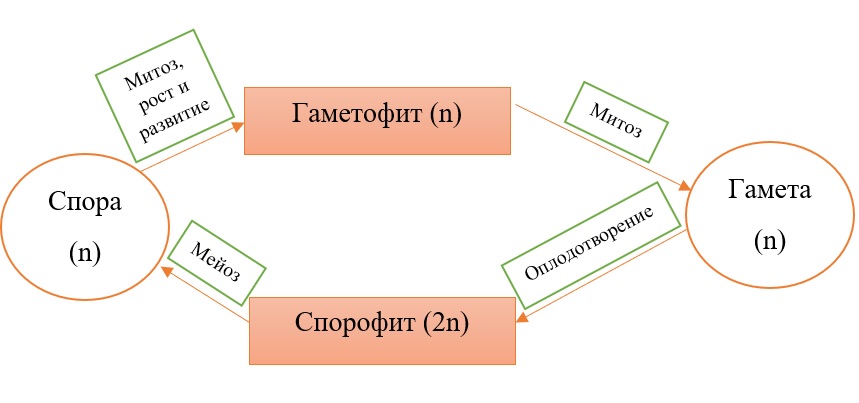 образование гамет из гаметофита, а спор – из спорофита