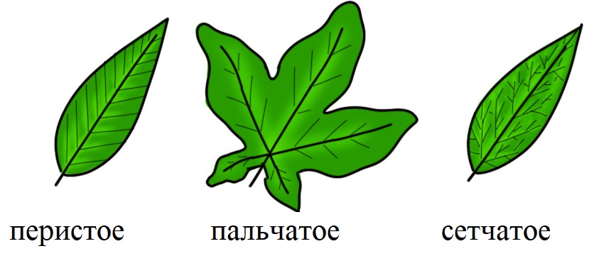 жизненная форма однодольных покрытосеменных растений чаще всего