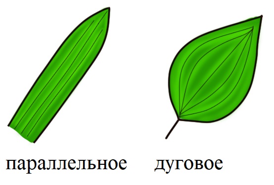 жизненная форма однодольных покрытосеменных растений чаще всего