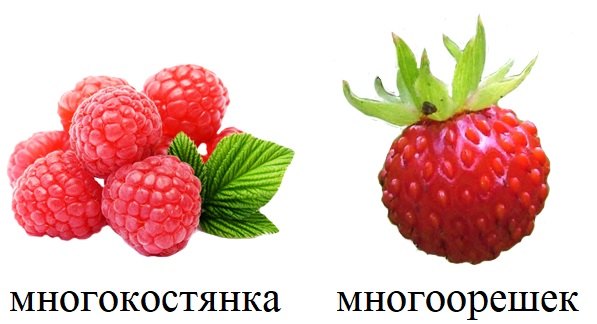 жизненная форма однодольных покрытосеменных растений чаще всего