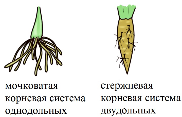 жизненная форма однодольных покрытосеменных растений чаще всего